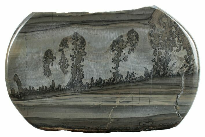 Triassic Aged Stromatolite Fossil - England #256780